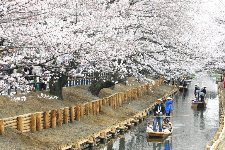 Tobu Sakura Matsuri 2017: Sakura Viewing Made Easy