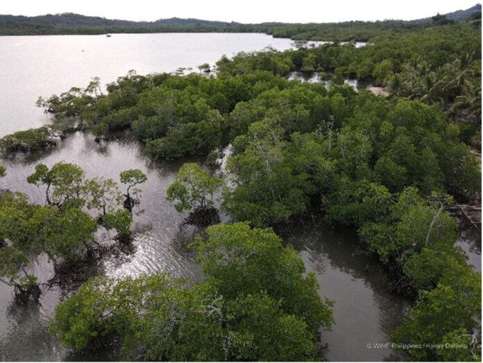 mangrove restoration