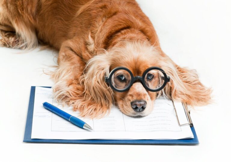 Protect your pets from the risks of changing weather with Igloo’s Pet Insure