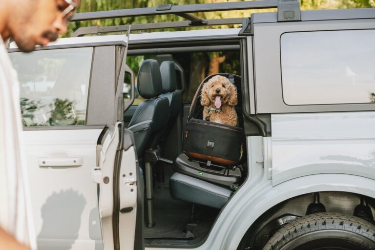 Tavo’s Maeve : Crash-tested comfort for your fur baby
